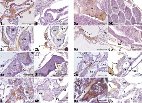 Figures 1–8 Evidence of WEEV infection in Cx. tarsalis tissues. 1a) Infected cardia and anterior midgut, HVP strain, 5-log group, 21 days postinfective blood meal. 1b) Cardia and anterior midgut, negative control. 2a) Infected brain and subesophageal ganglion, HVP strain, 5-log group, 21 days postinfective blood meal. 2b) Brain and subesophageal ganglion, negative control. 3a) Infected thoracic ganglion, HVP strain, 5-log group, 21 days postinfective blood meal. 3b) Thoracic ganglion, negative control. 4a) Infected salivary glands, HVP strain, 5-log group, 21 days postinfective blood meal. 4b) Salivary glands, negative control. 5a) Infected eggs, COAV strain, 5-log group, 21 days postinfective blood meal. 5b) Eggs, negative control. 6a) Infected abdominal ganglion, HVP strain, 3-log group, 7 days postinfective blood meal. 6b) Abdominal ganglion, negative control. 7a) Infected retrocerebral complex, HVP strain, 5-log group, 7 days postinfective blood meal. 7b) Retrocerebral complex, negative control. 8a) Infected trachea, KNWR strain, 5-log group, 14 days postinfective blood meal. 8b) Trachea, negative control. In all figures, rusty-brown staining in internal tissues corresponds to positive ABC reactions, indicating the presence of WEE viral antigen. Notice that the cuticle (exoskeleton) often displays a similar brown coloring (eg, in Figures 2b, 3b, 6b, 7b, and 8b), which is not indicative of positive ABC reactions.