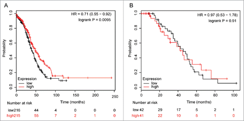 Figure 3. The prognostic effect of the expression of ALDH5A1 mRNA in www.kmplot.com. The desired Affymetrix IDs is valid: 203608_at (ALDH5A1). Survival curves are plotted for TP53 mutated cases (n = 431) (A), for TP53 wild type cases (n = 83) (B).