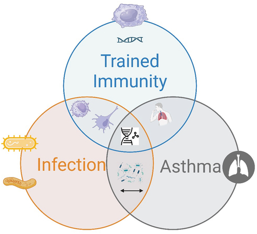 Figure 1. The interplay between trained immunity, infection, and asthma. (this figure shows the intersection of three critical concepts: ‘trained immunity,’ ‘infection,’ and ‘asthma.’ ‘trained immunity’ is depicted as the immune system’s enhanced response to pathogens following prior exposure, potentially decreasing the susceptibility or severity of future infections. ‘Infection’ represents the entry and multiplication of pathogens in the host body, which can lead to disease. ‘Asthma’ signifies a chronic inflammatory disease of the airways. The overlap between these circles indicates that elements of trained immunity may influence the occurrence and severity of asthma and that infections can both trigger asthma exacerbations and influence the development of trained immunity).