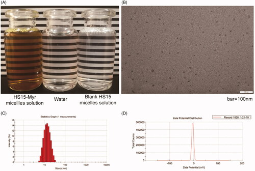 Figure 1. Characterization of the HS15-Myr micelle solution HS15/Myr weight ratio 21:1. (A) The appearance of the HS15-Myr micelle solution; (B) Transmission electron microscopy morphology of micelles (×50k magnification, bar = 100 nm); (C) Micelle size distribution; and (D) Zeta potential distribution of the HS15-Myr micelle solution.