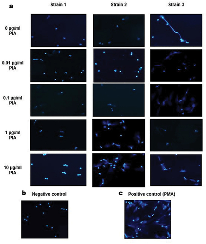 Figure 2. Representative microscopic images (40×) of NETs with DAPI staining of PIA-stimulated and unstimulated neutrophils. NETs were visualized for strains with neutrophils stimulated with 0, 0.01, 0.1, 1, and 10 µg/ml of PIA (a), negative control (b), and PMA (c).