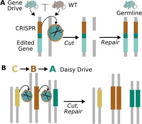 Figure 3. (a) A standard drive system based on CRISPR encodes all components necessary to drive itself. (b) A local ‘daisy drive’ system can be created by moving the components into different genetic loci such that each element drives the next in the chain. Because the basal element does not drive, the progressive loss of daisy elements over generations constrains the spread of the resulting ‘daisy drive’ system. The power of the daisy drive system can be tuned by changing the number of elements in the daisy-chain. Adapted from Noble et al. (Citation2016).