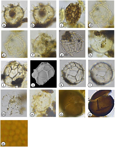 Plate 2. Light photomicrographs (LM) and scanning electron micrographs (SEM) of dinoflagellate cysts in the marine sediment core archive from Maria Island. (a) Spiniferites pachydermus cross section (LM) diameter = 50 µm, (b) S. pachydermus dorsal view (LM) diameter = 50 µm, (c) Polykrikos kofoidii (LM), length = 80 µm, (d) Impagidinium aculeatum cross section (LM) diameter = 35 µm, (e) I. aculeatum dorsal view (LM) diameter = 35 µm, (f) I. paradoxum (LM) diameter = 30 µm, (g) I. patulum (LM) diameter = 50 µm, (h) I. patulum dorsal view (LM) diameter = 50 µm, (i) I. plicatum (LM) diameter = 35 µm, (j) I. plicatum fragment (SEM) diameter = 33 µm, (k) I. sphaericum cross section (LM) diameter = 45 µm, (l) I. sphaericum dorsal view (LM) diameter = 45 µm, (m) Nematosphaeropsis labyrinthus (LM) main body diameter = 30 µm, (n) Pyrophacus steinii (LM) diameter = 80 µm, (o) Gymnodinium microreticulatum (LM) diameter = 25 µm, (p) G. catenatum (LM) diameter = 50 µm, (q) Detail of G. catenatum polygonal microreticulate ornamentation.