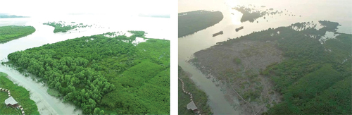 Photo 8. The exotic mangrove species Sonneratia apetala before (left) and after (right) management. Photographer: Shenzhen Mangrove Wetland Conservation Foundation, China.