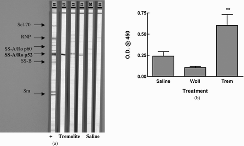 FIG. 4 Asbestos-induced Antibodies to SSA/Ro p52. Serum samples from saline and tremolite instilled mice were assayed for antibodies to various nuclear antigens using A: a line assay Western blot. Lane 1 is the positive control showing all of the antigens; Lanes 2-4 are probed with sera from tremolite-instilled mice; Lane 5-6 are from saline mice. B: Ro52 ELISA. n = 7 mice/group. **p < 0.01 compared to saline control by Dunnett's test. Wollastonite was not significantly different from saline treatment. One outlier in the saline treatment group was removed as determined by Grubb's test.