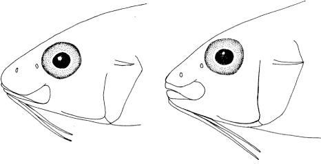Figure 5. Schematic drawings of heads of the holotype of U. heemstra sp. nov. (left, SAIAB 119042) and of U. niebuhri (right, SAIAB 88873). Note the differences in barbel and jaw length.