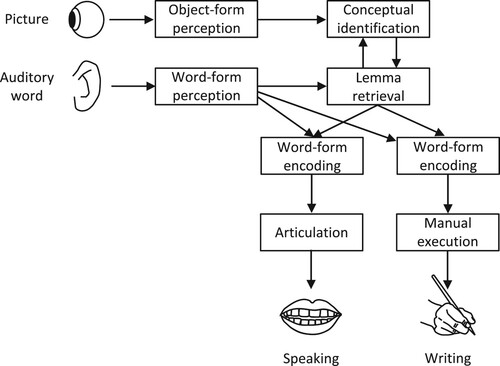 Figure 1. Illustration of the lemma model account of lexical selection in speaking and writing using the theoretical framework of the WEAVER++ computational model (Levelt et al., Citation1999; Roelofs, Citation1992).