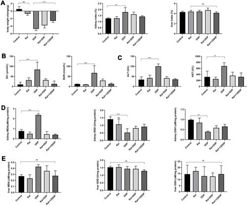 Figure 1 Raloxifene attenuates cisplatin-induced renal injury and liver injury in female C57 mice. Effect of raloxifene and cisplatin on the body weight, kidney/body weight index and liver/body weight index (A), and the levels of serum creatinine, BUN (B), ALT and AST (C). (D) MDA, SOD and GSH levels in the kidney tissues of mice treated with Ral (10 mg/kg), DDP (25 mg/kg), Ral (10 mg/kg) + DDP (25 mg/kg) and Ral (10 mg/kg) +1/2 DDP (12.5 mg/kg). Ral – raloxifene; DDP - cisplatin. Values are the mean ± SD (n=6), **P < 0.01, ***P < 0.001 vs Control.