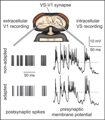Figure 1 Adaptation of fly visual motion-sensitive neurons. Two synaptically coupled types of neurons were simultaneously recorded in vivo during presentation of a grating pattern. Repeated identical sequences of random velocity modulations of the pattern were presented. Top, schematic of the fly head with the exposed recording site. Bottom, membrane potential responses of the presynaptic VS-neuron (right) and trains of action potentials of the postsynaptic V1-neuron (left). VS-neurons transfer signals at synapses by graded potentials. Dashed horizontal line represents resting membrane potential of VS prior to stimulation. Action potentials of V1 are indicated by vertical lines.
