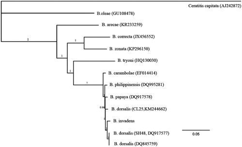 Figure 1. The Bayesian phylogenetic tree of genus Bactrocera (Tephritidae: Dacinae) based on the mitochondrial genome sequences. The values above the branches represent the Bayesian posterior probabilities.