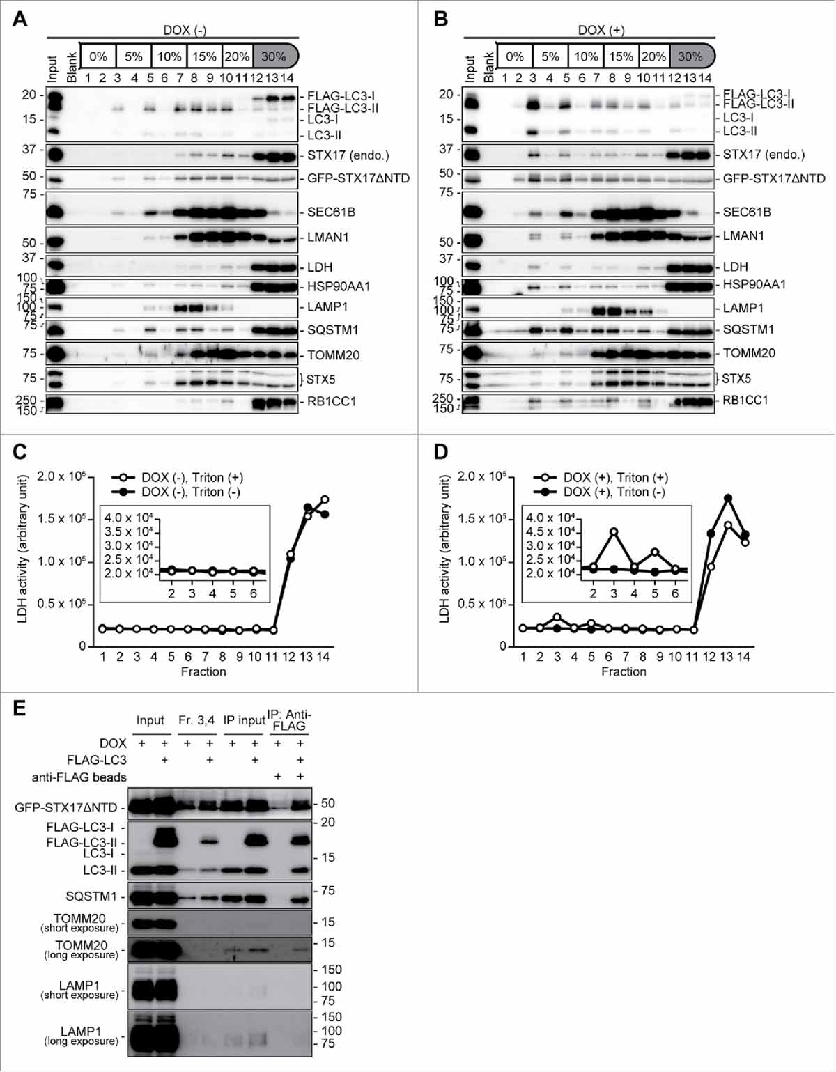 Figure 6. Purification of autophagosomes. (A-D) TetON-GFPSTX17ΔNTD HeLa cells stably expressing FLAG-LC3 were cultured in the absence (A, C) or presence (B, D) of 1.5 μg/ml DOX for 2 d. After separation by the OptiPrep membrane flotation method, each fraction was analyzed by immunoblotting (A, B). The LDH activity of each fraction was measured under nontreated (closed circle) and Triton X-100-treated (open circle) conditions. Insets show magnified images of fractions 2–5 (C, D). The experiments were successfully performed twice. (E) FLAG-LC3-enriched membranes were precipitated from light-density fractions (fractions [Fr.] 3 and 4) in the absence of detergent using anti-FLAG antibody-coated magnetic beads and analyzed by immunoblotting.