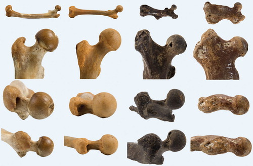 Figure 17. Variation in coxa rotunda hip morphology. From left to right: two apes, a chimpanzee and an orangutan; a semi-aquatic rodent, the beaver (Castor fiber), and a marine mammal, the seal (Phoca vitulina). Top two rows shows AP view of femur. Below, third row shows version of femoral neck (anterior is up). Note all have retroversion of the neck except Castor. Bottom row shows (axial) view perpendicular to the femoral neck with offset both anteriorly and posteriorly, and a round femoral head.