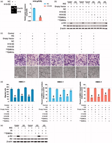 Figure 3. H19EMNVs rescued the hyperglycemia-induced impairment of angiogenesis by sustaining the vitality of Akt activation through regulation of the LncRNA-H19. (a) PAGE analysis immediately after RT-PCR in HMEC-1 transfected with NC or H19-SS, along with the results of real-time qPCR. *p < .05 compared with NC. (b) Western blot analysis of the phosphorylation level of Akt. (c) Representative photomicrographs of transwell assays; scale bar, 50 μm, and representative photomicrographs of tubule formation; scale bar, 50 μm. (d) Statistical results of (c) in migrated cells, percentage of HMEC-1 tube numbers relative to control and percentage of HMEC-1 branch points relative to control. *p < .05 compared with control. (e) Western blot analysis of the phosphorylation level of Akt.