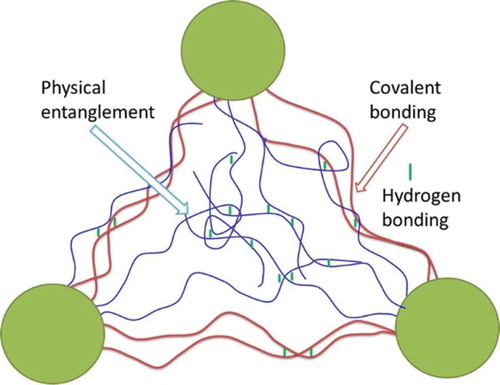 Figure 13. Main possible interactions contributing to the formation and toughening of MMC hydrogels. Reproduced from ref. [Citation452] with permission. Copyright 2013 American Chemical Society