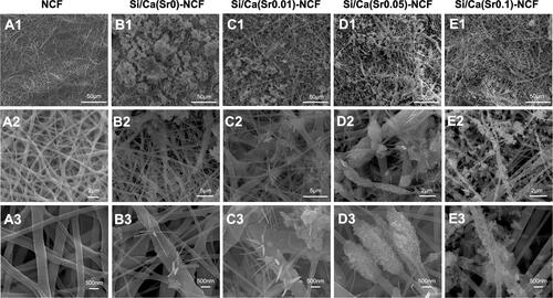 Figure 1 The SEM observation of Si/Ca(Sr)-NCF mats. SEM images of (A1–A3) control NCF mats, (B1–B3) Si/Ca(Sr 0)-NCF mats, (C1–C3) Si/Ca(Sr 0.01)-NCF mats, (D1–D3) Si/Ca(Sr 0.05)-NCF mats and (E1–E3) Si/Ca(Sr 0.1)-NCF mats.