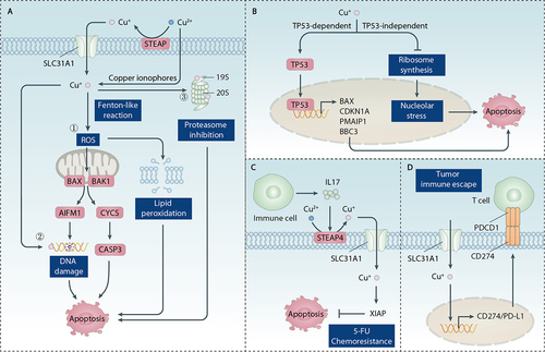 Figure 4. Role of copper in apoptosis. (A) Mechanism of copper-induced apoptosis. Copper induces apoptosis primarily through the induction of ROS, DNA damage, and proteasome inhibition. The apoptotic process is initiated by mitochondria-intrinsic apoptotic signals. CYCS-activated CASP9 propagates the apoptotic cascade by activating downstream CASP3, a key apoptosis execution protein that participates in the cleavage of multiple substrates. Furthermore, AIFM1 is released from mitochondria and induces caspase-independent apoptosis by attacking DNA. (B) the role of TP53 in copper-induced apoptosis. Copper induces TP53-dependent apoptosis by activating transcription of TP53 target genes, including BAX, CDKN1A/p21, PMAIP1/NOXA, and BBC3/PUMA. Copper also induces TP53-independent apoptosis by inhibiting ribosome synthesis and inducing nucleolar stress. (C, D) the anti-apoptosis role of copper. IL17 released by immune cells can increase STEAP4-mediated intracellular copper levels, leading to 5-fluorouracil (5-FU) resistance by activating the anti-apoptotic XIAP protein. Copper triggers the upregulation of CD274/PD-L1, which induces tumor immune escape by binding with PDCD1/PD-1 on activated T cells.