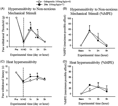 Figure 5. Analgesic effects to reduce hypersensitivity to non-noxious mechanical stimuli (A and B) and heat hypersensitivity (C and D) after oral administration of gabapentin (○, 100 mg/kg, n = 6) and 20n (•, 100 mg/kg, n = 7) to the STZ model. Experimental time expressed as D for days after neuropathic injury (N) and h for hours after gabapentin or 20n administration, *p < .05 (gabapentin), *p < .05 (20n) versus pre-administration value (paired t-test), ♣p < .05 gabapentin versus 20n unpaired t-test).