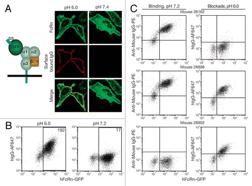 Figure 1 hFcRn binding and blocking activity of anti-hFcRn antisera. (A) Representation of the construct design lacking the cytoplasmic targeting domain (left). Confocal images of HeLa cells transiently transfected with the hFcRn-GFP after incubation with hIgG at the indicated pH, fixed and stained with goat anti-hIgGAF568 (right). (B) Flow cytometric data of 293hFcRn-GFP cells incubated with hIgGAF647 at pH 6.0 (left) or 7.2 (right). (C) Representative results from evaluation of antisera from mice primed with hFcRn. Binding of the antisera to hFcRn-GFP was detected with goat anti-mouse IgG-PE at pH 7.2 (left). Functional blockade of hIgG binding to hFcRn was determined by the ability to inhibit the binding of hIgGAF647 at pH 6.0 (right). Values within scatter plots represent the AF647 mean fluorescence intensity (MFI) of each hFcRn-GFP+-gated cell population. Data are representative of at least two experiments.