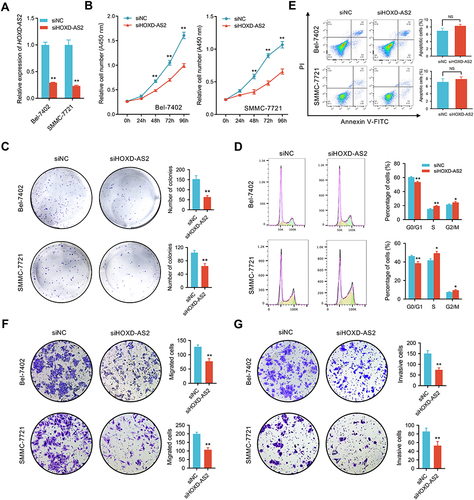 Figure 4 Knockdown of HOXD‐AS2 suppresses HCC proliferation, migration, and invasion in vitro. (A) The knockdown efficiency of HOXD-AS2 in Bel-7402 and SMMC-7721 cells was examined by qRT-PCR. The effect of HOXD-AS2 knockdown on the proliferation of HCC cells was evaluated by CCK-8 assay (B) and colony formation assays (C). The effect of HOXD-AS2 knockdown on cell cycle progression (D) and apoptosis (E) was detected by flow cytometry. The effect of HOXD-AS2 knockdown on the migration (F) and invasion (G) of HCC cells was assessed by transwell assay. siNC, negative control; siHOXD-AS2, HOXD-AS2 knockdown group. Data are given as mean ± SD (n = 3). *p < 0.05, ** p < 0.01.