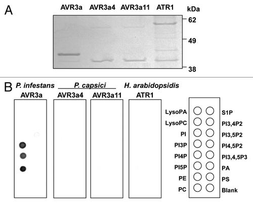 Figure 2. Lipid overlay assay of oomycete RXLR effectors, AVR3a, AVR3a4, AVR3a11 and ATR1. (A) Escherichia coli strain BL21-AI was transformed with pDEST24 constructs for AVR3a (Asp23-Tyr147), AVR3a4 (Asn22-Tyr122), AVR3a11 (Asn22-Val132) or ATR1-Emwa1 (Ser22-Glu324). Protein expression and purification were performed as described in Yaeno et al.Citation5 The purified C-terminal GST fusion proteins were checked by SDS-PAGE stained with InstantBlue (Expedeon) and equal amounts of proteins were used for the lipid overlay assay. (B) Nitrocellulose membranes spotted with 100 pmol of various lipids (PIP Strips; Echelon Biosciences) were blocked in 1% nonfat milk in PBS for 1 h and then incubated with 1 μg/mL C-terminal GST fusions of P. infestans AVR3a, P. capsici AVR3a4, P. capsici AVR3a11 and H. arabidopsidis ATR1 overnight at 4°C. After washing with PBS-T, the bound proteins were detected using anti–GST-HRP antibodies (GE Healthcare) diluted to 1:2,000. PA, phosphatidic acid; PC, phosphatidyl-choline; PE, phosphatidylethanolamine; PI, phosphatidylinositol; PI3P, PI-3-phosphate; PI4P, PI-4-phosphate; PI5P, PI-5-phosphate; PI3,4P2, PI-3,4-biphosphate; PI3,5P2, PI-3,5-biphosphate; PI4,5P2, PI-4,5-biphosphate; PI3,4,5P3, PI-3,4,5-triphosphate; PS, phosphatidylserine; S1P, sphingosine-1-phosphate.