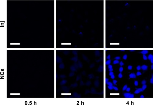 Figure 6 Confocal images of 4T1 cells incubated with 50 μg/mL 10-HCPT Inj or 10-HCPT NCs for 0.5, 2, and 4 hours.Note: Scale bar (30 μm).Abbreviations: 10-HCPT, 10-hydroxycamptothecin; Inj, injections; NCs, nanocrystals.