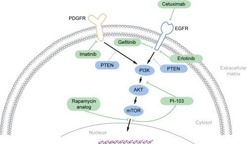 Figure 1 Signaling pathways thought to be implicated in chordoma pathogenesis.