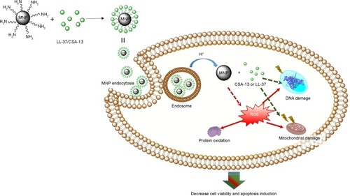 Figure 6 Hypothetical mechanism of anticancer activity of MNP@LL-37 or MNP@CSA-13. LL-37 was linked to the aminosilane MNPs by covalent bonds to construct nanosystems acting as a drug delivery system. MNPs, as drug carriers, increased LL-37 or CSA-13 chemotherapeutic efficiency after endocytosis and acid hydrolysis in the cell cytosol.Abbreviations: MNP, magnetic nanoparticles; ROS, reactive oxygen species.
