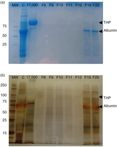 Fig. 6.  EV fractions from concentrated urine are enriched in protein content.Coomassie blue stained SDS–PAGE of the concentrate urine (lane C), the 17,000g pellet (lane 17,000g) and 7 fractions including the tetraspanin-peak fractions (F8–F12) and 2 later fractions (F19 and F20) are shown in panel a. Molecular weight is indicated in the first lane (MW). THP and albumin bands are indicated in the gel.In panel b, silver staining of the same SDS–PAGE showing the protein content of tetraspanin-peak fractions. THP and albumin bands are also indicated.