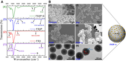 Figure 2 (A) FT-IR spectra of (1) S, (2) FS3, (3) FS3P, and (4) FS3P-G. (B) SEM image and inset TEM image of Fe3O4 (F) (1), SEM image of FS3 (2), SEM image of FS3P (3), SEM image and inset TEM image of FS3P-A (4); TEM images of S (5), and TEM images of FS3P (6).