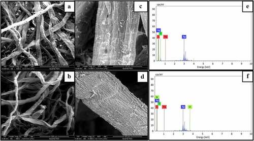 Figure 4. SEM of a) Normal b) Cationized wet laid samples, silver incorporated c) normal wet laid d) cationized wet laid samples, EDX of silver incorporated e) normal wet laid f) cationized wet laid samples.