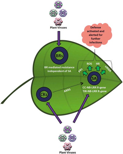 Figure 2. Positive impact of phytohormones on plant defense mechanisms against virus infection. Salicylic acid (SA) signaling exhibits the major defensive pathways through nucleotide-binding leucine-rich repeat (NB-LRR) genes. These defense pathways are triggered by R proteins through SA activation, RNA interference, accumulation of reactive oxygen, and hypersensitive responses. These pathways activate the plant defenses against viral infection where systemically acquired resistance (SAR) and siRNAs are activated by SA at distal sites. Similar to SA, cytokeratins (CKs) and brassinosteroids (BRs) strengthen the plant defense against biotrophs.