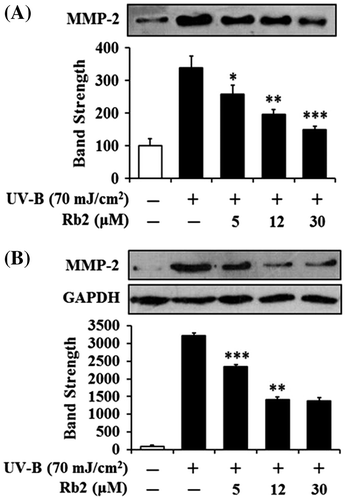 Fig. 4. Effects of Rb2 on MMP-2 protein levels in the conditioned media (A) and cellular lysates (B) prepared from the human HaCaT keratinocytes under irradiation with 70 mJ/cm2 UV-B.Notes: Mammalian cells were subjected to fresh media with the indicated concentrations (0, 5, 12, or 30 μM) of Rb2 for 30 min before the irradiation. The MMP-2 proteins were determined using Western blotting analysis with anti-MMP-2 antibodies. In (B), GAPDH was used as a protein loading control. In the lower panels of both (A) and (B), the relative band strength was determined with densitometry using the ImageJ software which can be downloaded from the NIH website. The equal loading of conditioned media was shown in Fig. 3(B). *p < 0.05; **p < 0.01; ***p < 0.001 vs. the non-treated control (UV-B irradiation only).