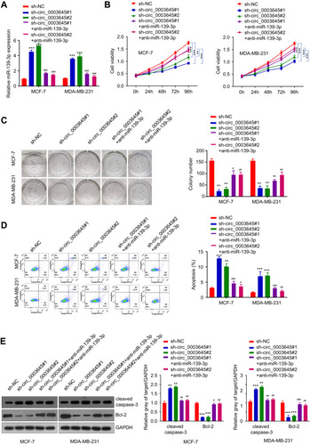 Figure 4 Enhancement of breast cancer cell proliferation with circ_0003645 sponging miR-139-3p. (A) qRT-PCR experiments detecting miR-139-3p expression with or without inhibiting circ_0003645 or with or without suppressing miR-139-3p in two breast cancer cell lines. (B) CCK-8 analysis shown light absorption values at 450 nm in different time with or without inhibiting circ_0003645 and miR-139-3p in two breast cancer cell lines. (C) Colony formation assay detecting cloning numbers with or without inhibiting circ_0003645 or with or without suppressing miR-139-3p in two breast cancer cell lines. (D) Flow cytometry detecting cell apoptosis levels with or without inhibiting circ_0003645 or with or without suppressing miR-139-3p in two breast cancer cell lines. (E) Western blot analysis showing protein levels changing related with cell apoptosis with or without inhibiting circ_0003645 or with or without suppressing miR-139-3p in two breast cancer cell lines. **P < 0.01, ***P < 0.001, #P < 0.05, ##P < 0.01, ###P < 0.001.