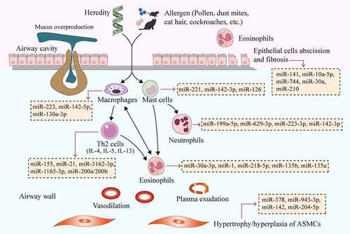 Figure 1. MiRNAs affect the pathogenesis of asthma by regulating immune cells, bronchial epithelial cells and ASMCs. Genetic and environmental factors (e.g., pollen, dust mites, cat hair, cockroaches and other allergens) cause the interaction of airway inflammatory cells (Th2 cells, eosinophils, mast cells, neutrophils, and macrophages), cytokines (e.g., IL-4, IL-5, and IL-13) and inflammatory mediators, ultimately leading to increased airway eosinophilia, mucus overproduction, airway remodeling, airway wall vasodilation, plasma exudation and airway epithelial cell exfoliation and fibrosis. Different miRNAs have different effects on the above processes. The yellow boxes in the picture show typical miRNAs that function in asthma, which correspond to the cells they act on through red arrows. MiRNAs, microRNAs; ASMCs, airway smooth muscle cells