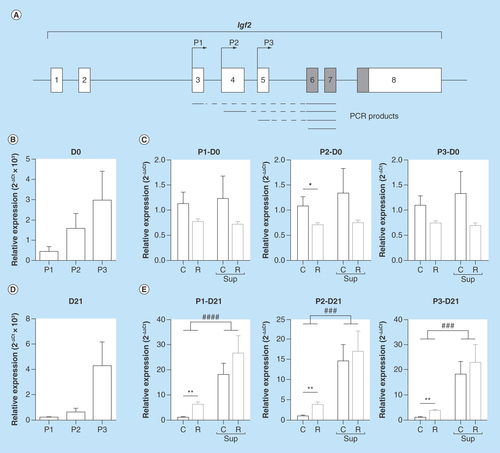 Figure 2.  mRNA expression of Igf2-specific transcripts expressed from promoters P1, P2 and P3 in offspring liver.(A) genomic structure of the Igf2 gene. Noncoding exons are represented by open boxes and coding exons by filled boxes. The position of the P1, P2 and P3 promoters are indicated by arrows above the exons. Polymerase chain reaction products used to quantify the promoter-specific or the total Igf2 transcripts are presented below the gene structure. (B & D) Relative expression of the P1, P2 and P3 specific transcripts in the C group at D0 (B) and D21 (D). (C & E) Relative expression of the P1, P2 and P3 specific transcripts in the four experimental groups at D0 (C) and D21 (D) at D21. Data are expressed as mean ± SEM (n = 8/group).###p < 0.001, ####p < 0.0001 (effect of methyl donor supplementation, two-way ANOVA).*p < 0.05, **p < 0.01 (Bonferroni post hoc comparisons).