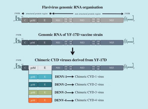 Figure 2. CYD-TDV (Dengvaxia®) vaccine.The tetravalent dengue vaccine CYD-TDV has been constructed by substituting prM and E genes from DENV-1 to DENV-4 into the backbone of the molecular clone of yellow fever vaccine YF-17D. there are four chimeric CYD-1 to CYD-4 which compose the CYD-TDV.