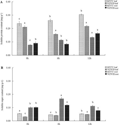 Figure 2. Changes in soluble protein (A) and sugar (B) in leaves and roots of common bean varieties ‘WZWJD’ and ‘HZYTJ’ during 10% PEG-simulated drought stress and rewatering. Samples (leaves and roots) were collected at three time points, specifically, when untreated (0 h), when wilting after treatment (6 h after treatment), and after transfer to 1/2 Hoagland solution rehydration treatment (12 h after transfer). Error bars are standard errors of the mean from three biological replicates. The different letters indicate significant differences at p < 0.05 (student’s t-test).