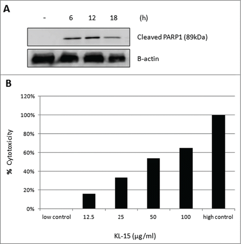 Figure 8. (A) Detection of a 89 kDa cleaved fragment of poly(ADP-ribose) polymerase (PARP-1) by Western blot. The SW480 cells were gradually treated by 50 μg/ml KL15 for 0, 6, 12, to 18 h before being subjected to the Western blot analysis. (B) Detection of the release of LDH by treated SW480 cells through 2 h treatment with 12.5, 25, 50, and 100 μg/ml KL15 by a LDH detection kit.
