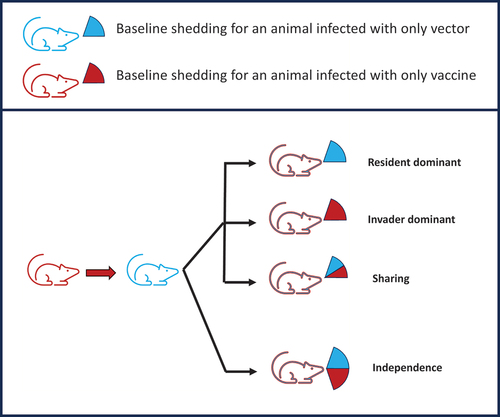 Figure 3. Different possible transmission consequences for a superinfecting transmissible vaccine. The top part of the figure is a key, the lower part depicts a host that started with a vaccine infection (red state) and then became superinfected with wild-type vector (state changed to blue). Qualitatively, there are four cases of possible outcomes from this host regarding the rate it transmits vaccine and vector to new hosts. In the top three cases, the total transmission rate is the same as if it had been infected only once, but the cases differ in whether the transmission is shared between the vaccine and vector or whether the most recent infection dominates the transmission. Those three cases obey population neutrality. At the bottom, the case of independence violates population neutrality because each new superinfection transmits the same regardless of the number of prior infections. These possibilities can be measured experimentally to determine whether a superinfecting transmissible vaccine may escape the expectation of population neutrality.