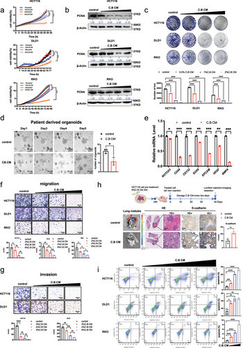 Figure 1. Clostridium butyricum regulates cell proliferation, migration and invasion, patient derived organoid (PDO) growth, and metastasis in CRC.