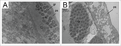 Figure 1. TEM micrographs of Zaprionus testes. A. Z. africanus; B. Z. davidi. Note peritoneal sheath (ps) filled with granules (gr) of different sizes and electron densities in Z. africanus and their absence in Z. davidi. Scale: Figure A: 11000 x; Figure B: 10000 x.