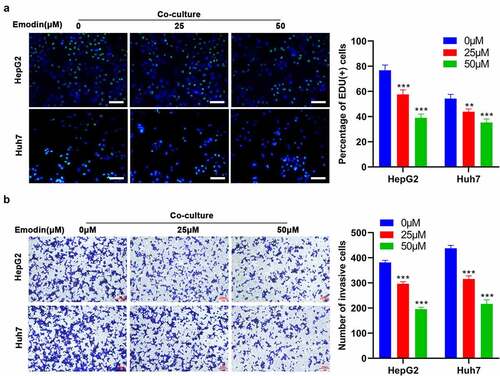 Figure 3. Emodin reverses the effect of promoting the proliferation and invasion of HepG2 cells induced by co-culturing with M2 macrophages. M2 macrophages were treated with 0, 25, and 50 μM emodin, and then co-cultured with HepG2 cells. The (a) proliferation and (b) invasion of HepG2 cells were determined using Edu and transwell assays. *P < 0.05, **P < 0.01, and ***P < 0.005, vs. 0 μM. Scale bar = 100 μm.