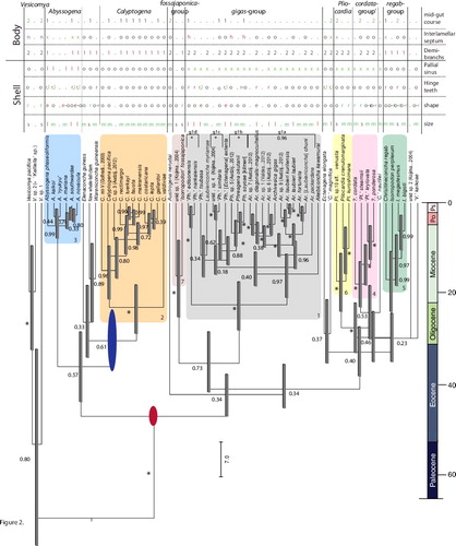 Fig. 2. Vesicomyidae: fossil-calibrated multi-gene tree with superimposed morphological data (see Fig. 4 for details). Dubious generic assignments indicated by single quotes and square brackets. Undescribed species with placeholder epithets, as designated in earlier publications (authors abbreviated in parentheses). Asterisks (*) indicate Posterior Probability (PP) = 1.0. All other PP values are indicated at nodes. Scale-bar = 7 my. Red and blue ovals indicate fossil calibration estimates (see text). Well-supported clades ranked by richness indicated by coloured boxes and roman numerals, including: gigas-group (grey, 1), Calyptogena (orange, 2), Abyssogena (blue, 3), cordata-group (pink, 4), regab-group (green, 5), Pliocardia (yellow, 6), and the fossajaponica-group (tan, 7).