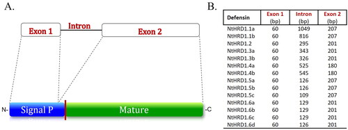 Figure 1. Structure of the Nicotiana tabacum NtHRD1 genes. A. The NtHRD1 gene family members are typical class I defensins with exon 1 encoding most of the signal peptide, an intron, and exon 2 encoding the C-terminal amino acids of the signal peptide as well as the entire mature polypeptide. The upper portion indicates the exon–intron structure, while the lower portion indicates the putative polypeptide structure. The vertical red line on the lower portion of the putative NtHRD1 protein structure between the signal peptide (blue) and mature (green) polypeptide indicates the possible proteolytic cleavage site. The mature protein sequences of NtHRD1s were used as the OTU for further analyses. B. Comparison of predicted exon coding sequence and intron lengths for the 14 NtHRD1 genes. The portion of exon 1 that encodes most of the signal peptide was of identical length for all 14 genes. The intron was variable in length among the genes. The exon 2 protein coding sequences also varied in length but not as much as the intron.