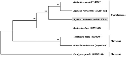 Figure 1. Maximum likelihood tree based on the complete chloroplast genome sequences of six species from the order Malvales, with Eucalyptus grandis (order Myrtales, family Myrtaceae) as the outgroup. Shown next to the nodes are bootstrap support values based on 1000 replicates.
