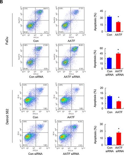 Figure 4 AATF regulates cisplatin sensitivity and apoptosis. (A) CCK8 cell viability assay showed that AATF overexpression increased cell viability while AATF knockdown decreased it after 24 hours and 48 hours of cisplatin (10μM) incubation in both FaDu and Detroit 562 cell lines. (B) Annexin V apoptosis assay demonstrated that AATF transfection downregulated cisplatin-induced apoptosis in both cell lines. AATF depletion upregulated cisplatin induced apoptosis. *p<0.05.