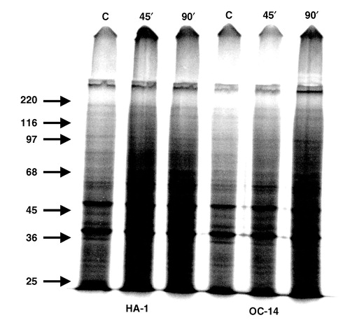 Figure 9. The effect of exposure to 43°C on the profile of nucleoid proteins. Nucleoids were prepared from control and heated HA-1 and OC-14 cells that were pre-labelled with 35S-methionine and analysed by 1-dimensional PAGE in the presence of SDS, as described in Materials and methods. Equal number of particles was loaded in each lane. The slight difference in the intensity of the samples from HA-1 and OC-14 cells is due to the fact that OC-14 cells are somewhat smaller and contain less protein per cell than HA-1 cells. The figure represents an autoradiograph obtained after 24 h exposure. The arrows mark the migration of the corresponding molecular weight markers.