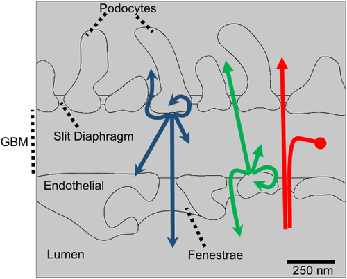 Figure 2. Solutes within the GBM may be from a number of sources and have one of several destinations. The role of GFB as a filter focuses on solutes sourced from the blood plasma (shown by red arrows). These molecules may pass through the GBM, accumulate in the GBM (potentially leading to clogging) or are excluded (e.g. by anion exclusion). Molecules synthesized by either the podocytes (blue arrows) or endothelial cells (green arrows) may potentially leave the GBM via the fenestra or the slit diaphragms. Alternatively, they may spend time in the GBM, contributing to the GBM ECM until they are degraded or transported away. In addition, cross-talk (paracrine signaling) between podocytes-and endothelial cells and autocrine signaling is also possible, though not the focus of the current review.