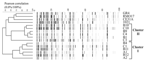Figure 1 AFLP analysis of the S. meliloti isolates. AFLP patterns were normalized and transformed to horizontal electrophoretic gel format by the software package GelCompar 4.1, with the program Abicon. The dendrogram, based on ABI310 data obtained from AFLP fingerprints, was generated with the UPGMA algorithm, and shows two differentiated genomic clusters (I and II). Other S. meliloti strains (GR4, RMO17, CE31A and 1021) were included in the analysis as a reference.