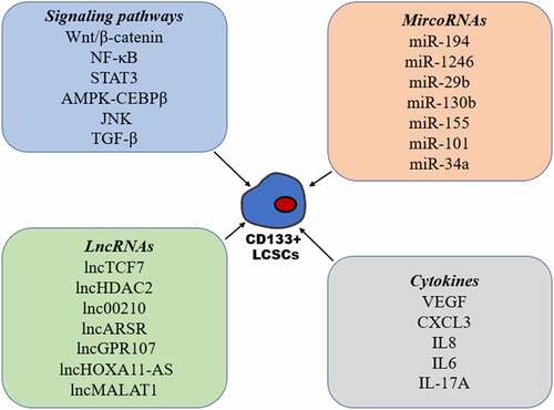 Figure 1. The molecular mechanism that regulates the stemness of CD133+ liver cancer stem cells